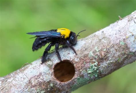 What Do Carpenter Bees Look Like | Carpenter Bee Identification Guide ...