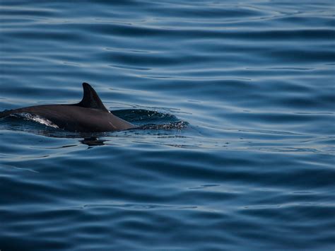 Facts About the Indus River Dolphin