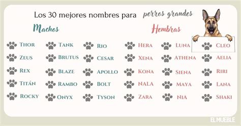 Nombres para perros grandes y su significado