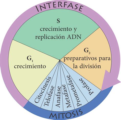 Diagrama Del Ciclo Celular | Porn Sex Picture