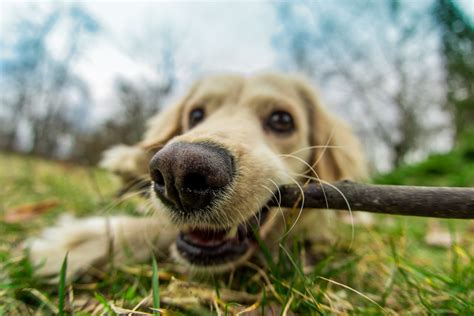 Grieving the Loss of a Pet | Center for Pet Loss Grief