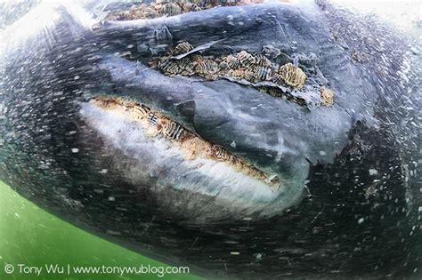 Cyamus scammoni Whale Lice on Gray Whales