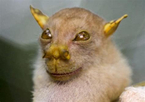 Top 10 Rare And Unusual Species of Bats