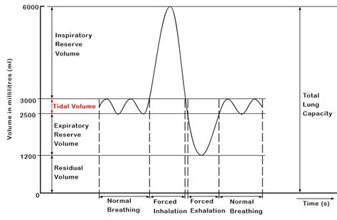 Tidal Volume - Mammoth Memory definition - remember meaning