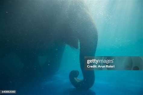 440 Elephant Underwater Stock Photos, High-Res Pictures, and Images ...