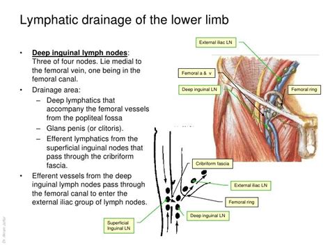 Superficial Inguinal Lymph Nodes