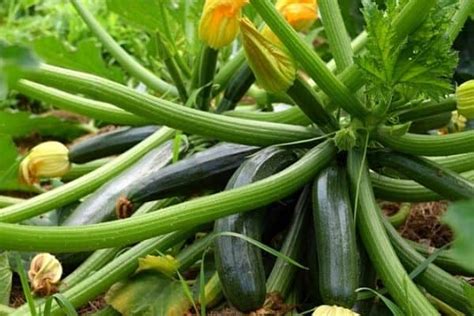 Zucchini Plant Spacing for Optimal Growth – Urban Garden Gal