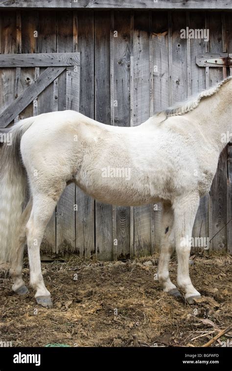 Swayback horse hi-res stock photography and images - Alamy