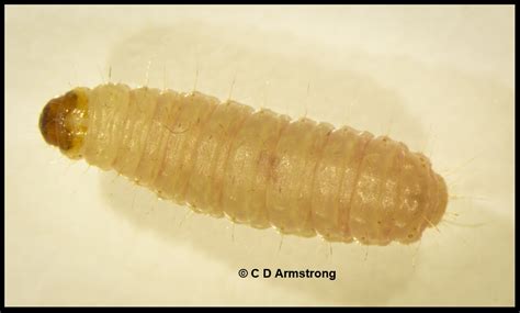 Flour Moth / Pantry Moth / Indian Meal Moth - Home and Garden IPM from Cooperative Extension ...