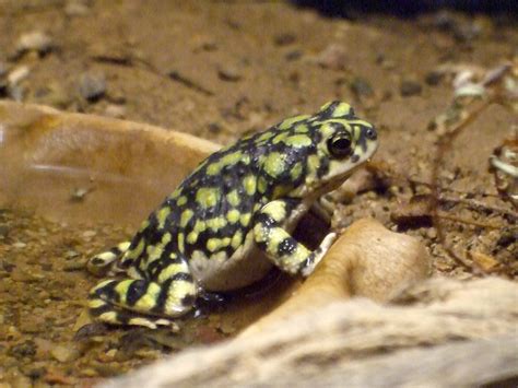 Sonoran Green Toad Facts and Pictures