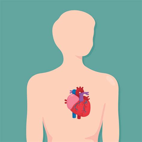 Diagram of a single heart in the body in science subject kawaii doodle ...