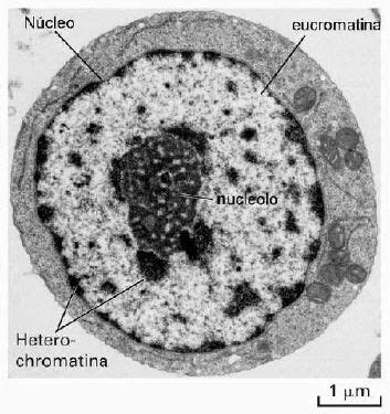 Célula Eucariota: núcleo | Eucariota, Biología celular, Microscopio ...