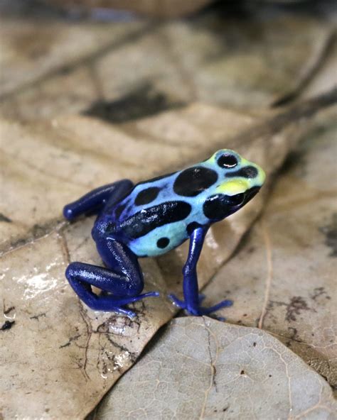 Dendrobates tinctorius robertus - ToxFrogs Shop