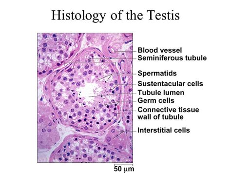 Image result for testis histology | Medicina humana, Histología, Medicina