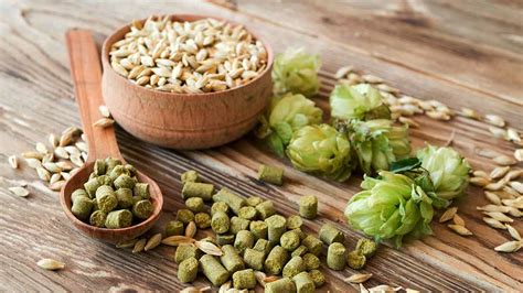 What are Hops and How do They Grow? - Canadian Food Focus