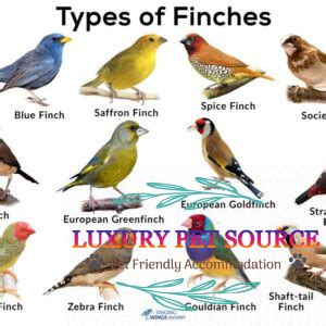 Finch birds for sale - Luxury Pet Source - Buy Finch Bird Online.