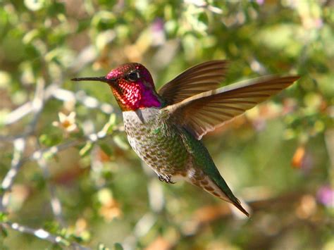 Hummingbird Wallpapers - Wallpaper Cave