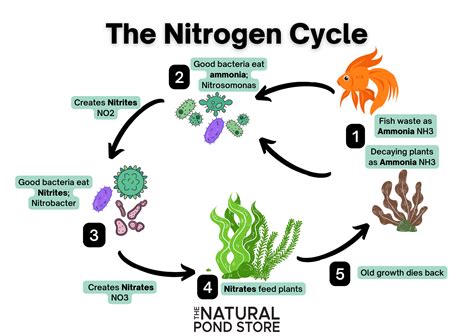 Care and Maintenance: The Nitrogen Cycle – The Natural Pond Store