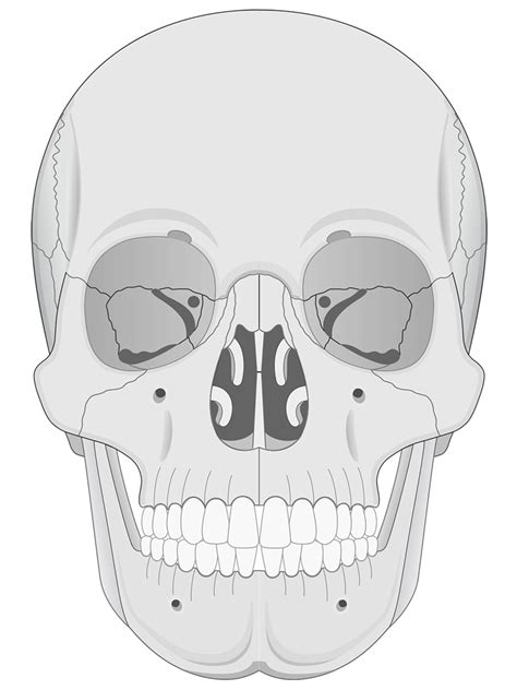 Human Skull Anatomy Anterior View (Illustrations) – Human Bio Media