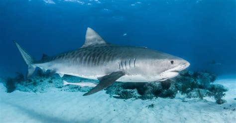 Discover the Biggest Shark Ever Caught Off Texas (Over 1,000 Pounds!) - Wiki Point