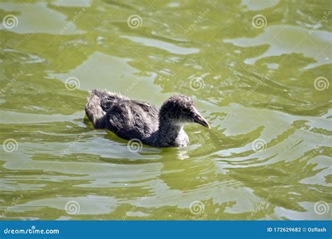 This is a Eurasian Coot Chick Stock Photo - Image of white, bird: 172629682