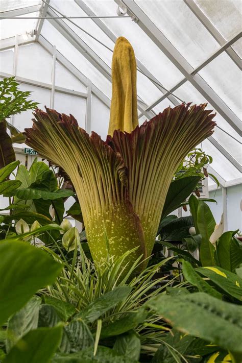 Corpse flower time lapse