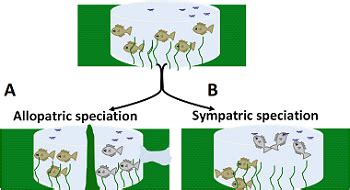 Evolution Types & Patterns | What Are the Patterns of Evolution ...