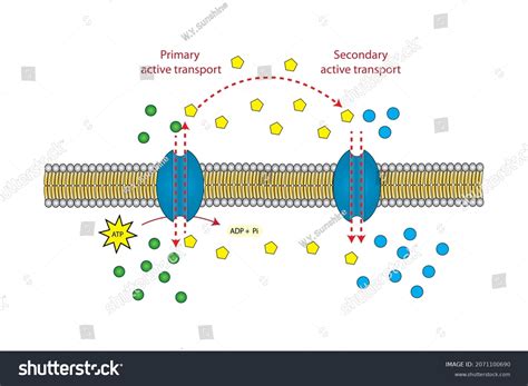 Primary Active Transport Diagram