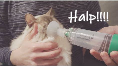 Cat with Asthma - YouTube