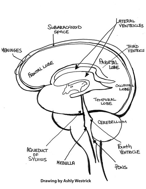 Brain Diagram Labeled Simple