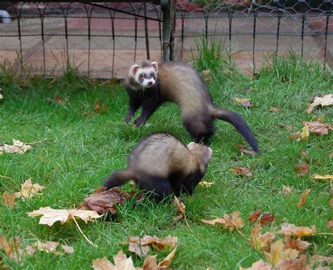 Ferrets playing | Flickr - Photo Sharing!