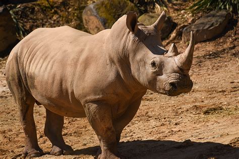 Maryland Zoo Welcomes Two Southern White Rhinoceros | The Maryland Zoo