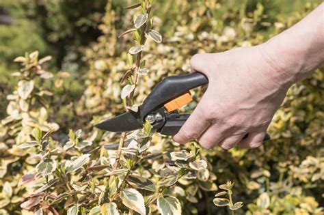 Prune Euonymus In Late Winter Or Early Spring, Following These Guidelines From Gardeners ...