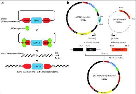 (a) Schematic representation illustrating the “cut and paste” mechanism... | Download Scientific ...