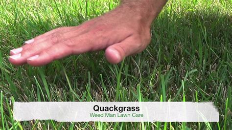 Crabgrass vs Quackgrass or Tall Fescue - Weedy Grasses - YouTube