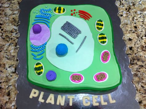 Plant Cell Cake | Plant cell model, Cell model, Plant cell cake