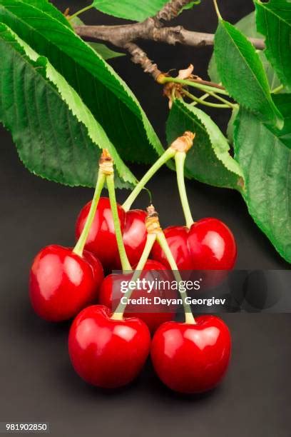 164 Black Cherry Tree Leaves Stock Photos, High-Res Pictures, and Images - Getty Images