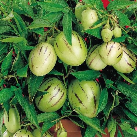 Pepino Melon Fruit Plant (Solanum muricatum) – veliyathgardens