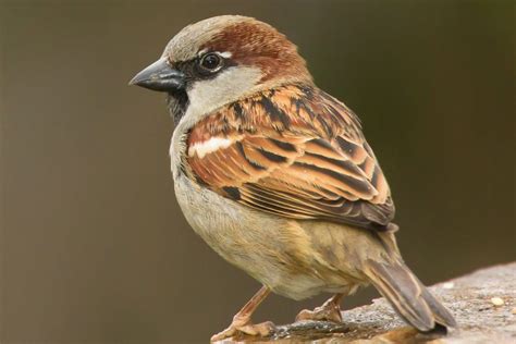 House sparrow - Facts & Information - GWCT Big Farmland Bird Count