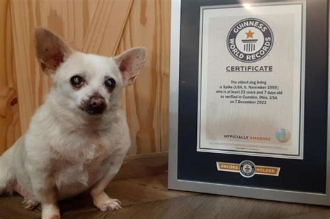 Ohio chihuahua named oldest dog living by Guinness World Records - UPI.com