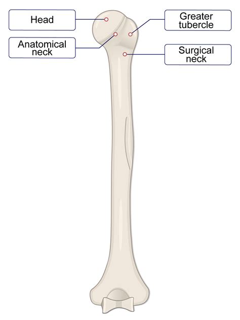 Humerus Bone (Lesson) – Human Bio Media