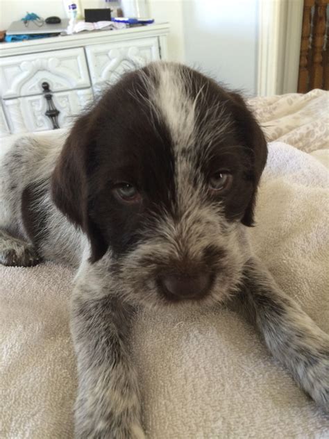 Meet Duke, German Wirehaired Pointer puppy : pics