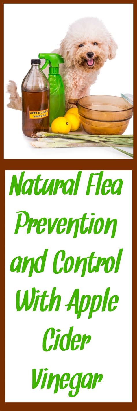 Natural Flea Prevention and Control with Apple Cider Vinegar | Hybrid ...