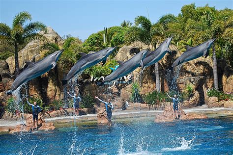 Sea World - Buy Seaworld Tickets Online, Shark Bay, Polar Bear Shores