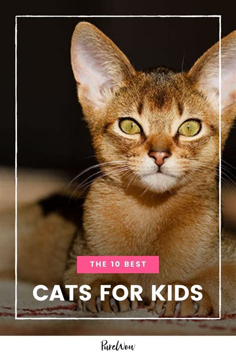 The 10 Best Cats for Kids in 2021 | Cool cats, Best cat breeds, Cats