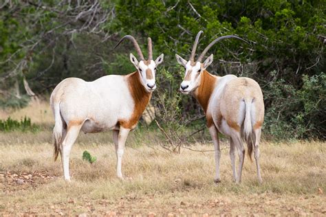 How To Choose The Right Gear For Scimitar Oryx - Petersen's Hunting