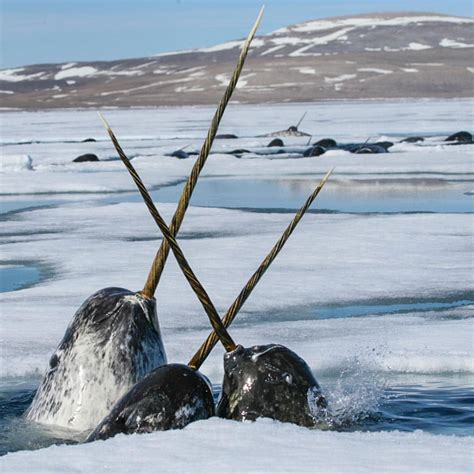 Narwhals Cross Tusks in the Canadian Arctic