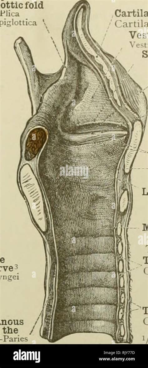 Laryngeal Nerve Stock Photos & Laryngeal Nerve Stock Images - Alamy