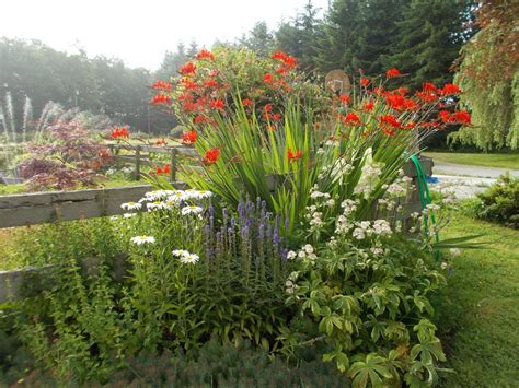 Crocosmias: Plant Care and Collection of Varieties - Garden.org