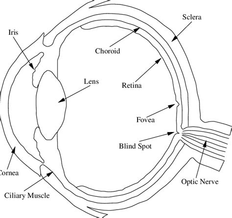 Cross Section Of The Human Eye